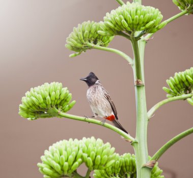 Bird standing on a branch clipart