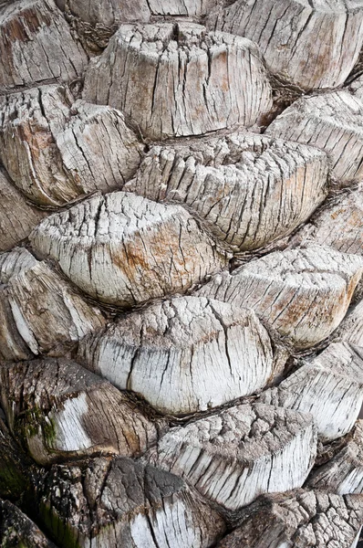 Textura da palmeira — Fotografia de Stock