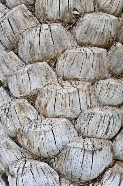 Palm tree texture — Stock Photo, Image