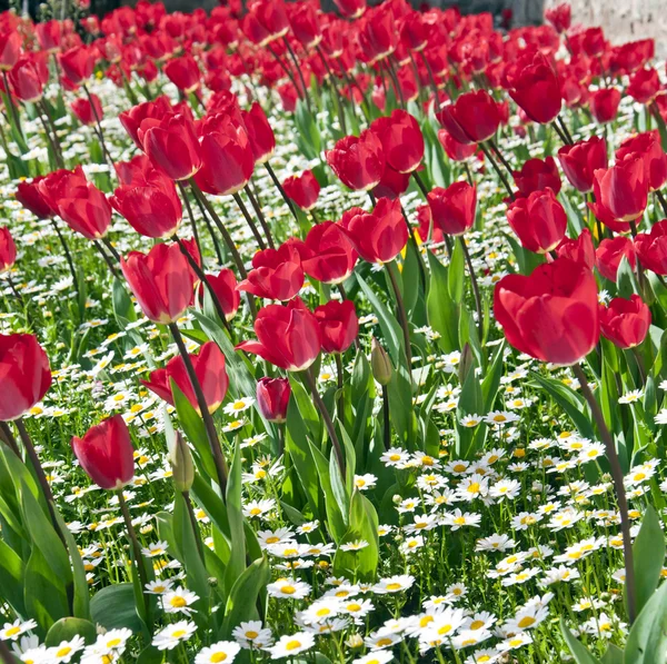 Postel tulipány — Stock fotografie