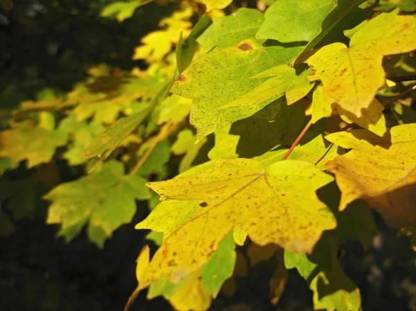 Feuilles vertes et jaunes sur l'arbre d'automne — Photo