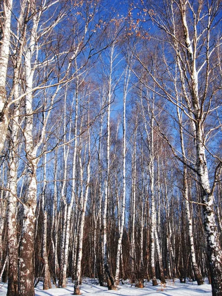 Vit björk och klarblå vinterhimmel — Stockfoto