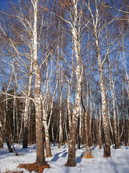 하얀 자작나무와 맑고 푸른 겨울 하늘 — 스톡 사진