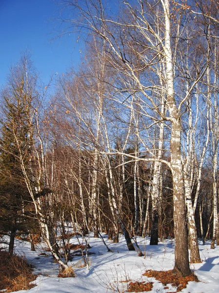 Weiße Birken und klarer blauer Winterhimmel — Stockfoto