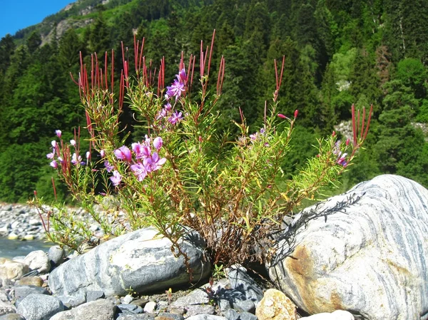 Pink flowers and mountain landscape. Caucasus summer — Stock Photo, Image