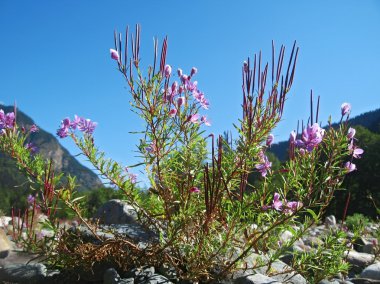 flores rosadas y paisaje de montaña. verano del Cáucaso