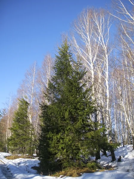 Abedules blancos, cielo azul claro de invierno y pinos — Foto de Stock