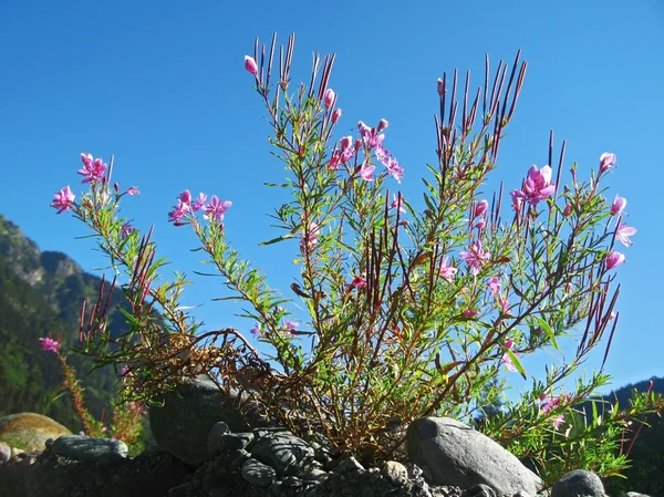 ピンクの花と山の風景。コーカサスの夏 — ストック写真