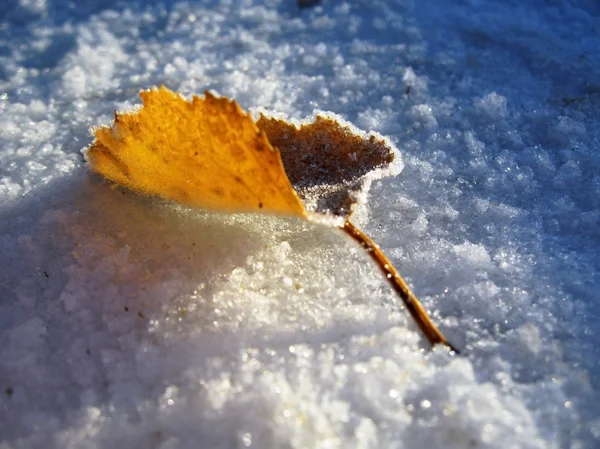 Frozen leaf on the snow — Stock Photo, Image