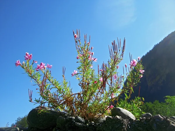 Flores rosadas y paisaje de montaña. Verano del Cáucaso —  Fotos de Stock