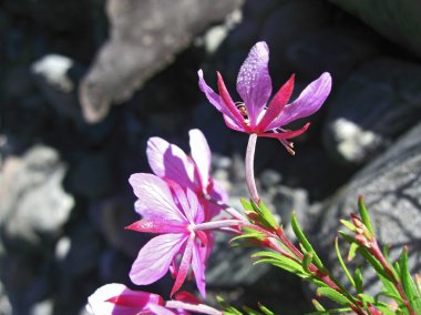 flores rosadas y paisaje de montaña. verano del Cáucaso