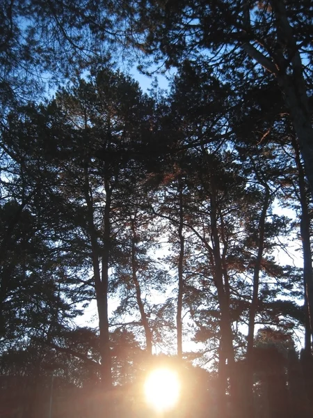 Схід сонця в зимовому лісі. Природа Кавказу — стокове фото