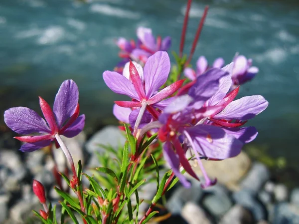 Flores rosadas y paisaje fluvial. Verano del Cáucaso —  Fotos de Stock