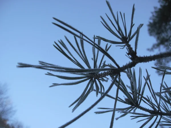 Зелені шпильки соснового дерева. Зима — стокове фото