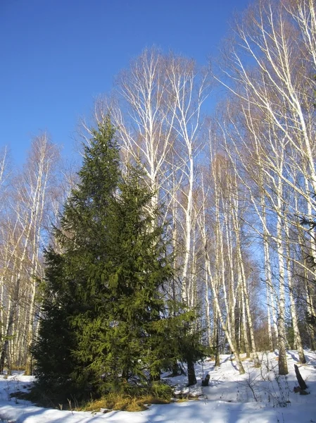 Vidoeiros brancos, céu azul claro de inverno e pinheiros — Fotografia de Stock