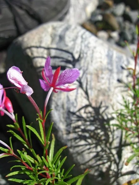 ピンクの花と山の風景。コーカサスの夏 — ストック写真