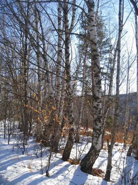 Vita björkar i rad och morgonen vintern trä — Stockfoto