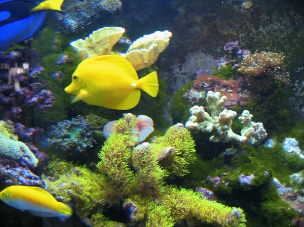 Тропічні екзотичні риби під водою на дні — стокове фото