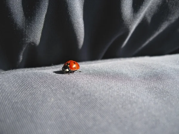 Ladybug walking on the jeans. Summertime outdoor — Stock Photo, Image
