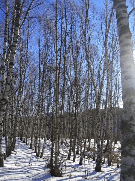Bouleaux blancs dans la rangée et bois d'hiver du matin — Photo