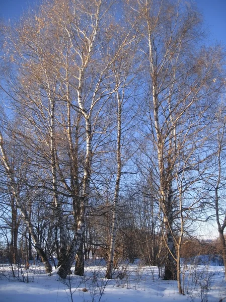 Abedules blancos en la fila y madera de invierno por la mañana — Foto de Stock
