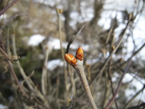 stock image New nipple on the winter tree. February