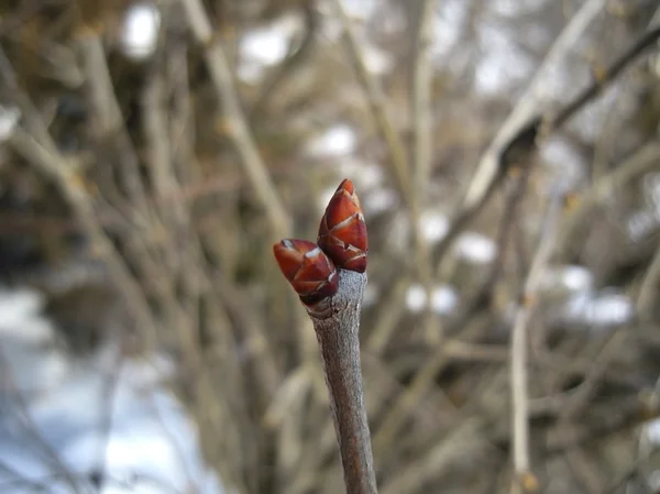 New nipple on the winter tree. February — Stock Photo, Image