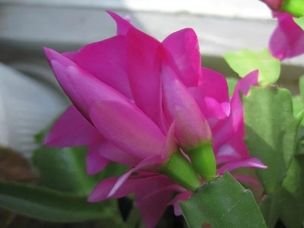 stock image Cactus in bloom by pink color under the sunlight