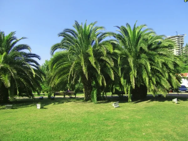 Palmové stromy rostoucí v tropickém parku — Stock fotografie
