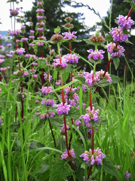 夏の畑に咲く紫色の花 — ストック写真