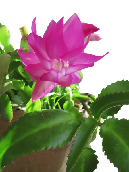 Stock image Cactus in bloom by pink color under the sunlight