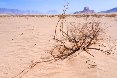 wadi rum tatlı olarak saxaul ve görünümü Sfenks kaya