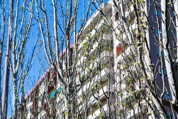 Jonge groene lente blaadjes aan de bomen in de stad — Stockfoto