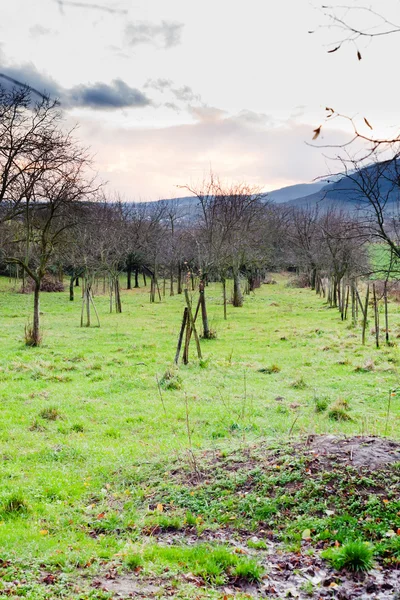 Apple orchard in Alsace at evening — Stock Photo, Image