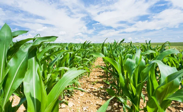 Kukorica a területen Franciaország kék ég alatt — Stock Fotó
