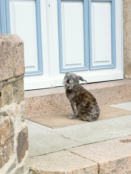Hund wartet vor verschlossener Tür — Stockfoto