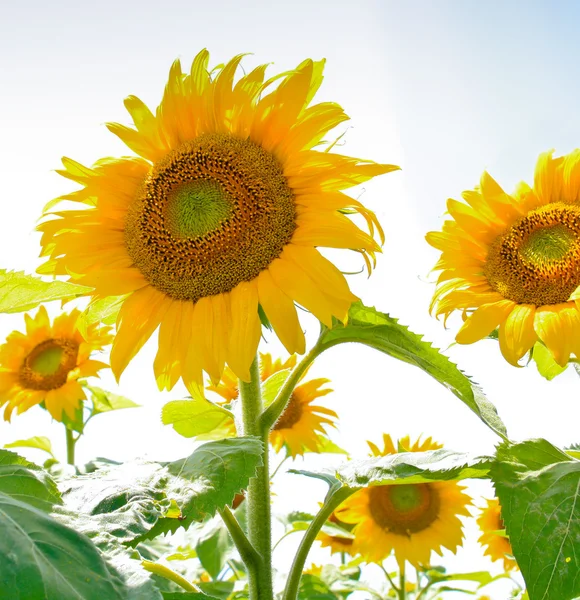 Słonecznikowe pole w Alzacji, Francja — Zdjęcie stockowe