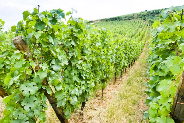 Camas de videira em vinhedo na Alsácia, França — Fotografia de Stock