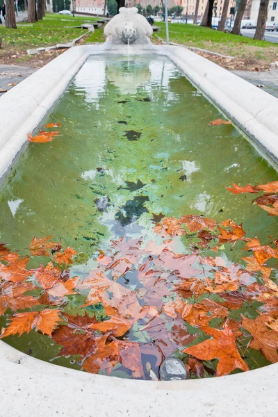 Herfst sycamore bladeren in zwembad — Stockfoto