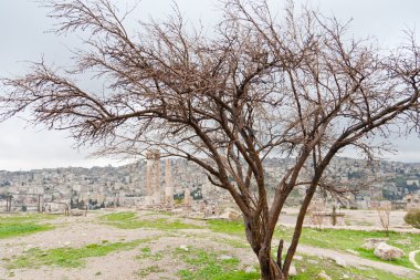 Tapınak Herkül Amman'da antika Kalesi