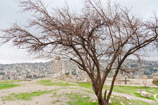 Tempel van hercules in antieke citadel in amman — Stockfoto
