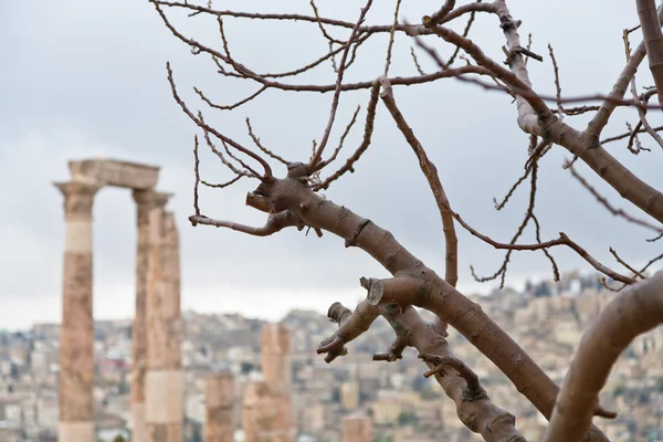 Árvore nua e Templo de Hércules em antiga cidadela em Amã — Fotografia de Stock