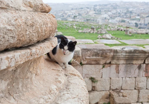 stock image Cat in ruin of f ancient city Jerash