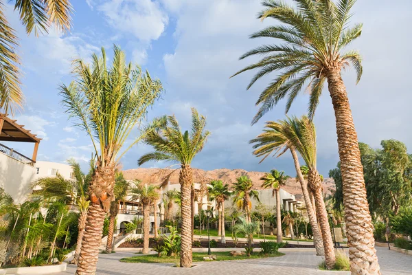 Palmbomen onder wind in resort — Stockfoto