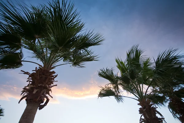 Palmbomen in de zonsondergang hemel — Stockfoto