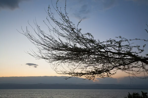 Makan siang pohon di Laut Mati matahari terbenam — Stok Foto