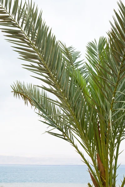 Palmboom met dode zee op de achtergrond — Stockfoto