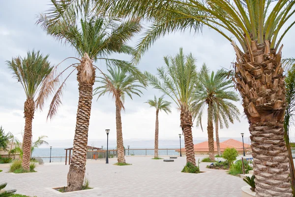 Palmiers en station balnéaire sur la mer Morte — Photo