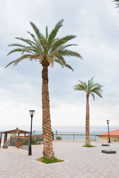 Palm trees in resort on Dead Sea — Stock Photo, Image