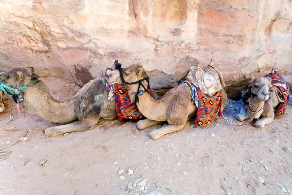 Bedouin camels — Stock Photo, Image